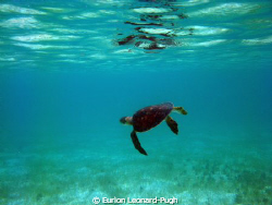 Green turtle swimming in the Tobago Cays, WI. Taken with ... by Eurion Leonard-Pugh 
